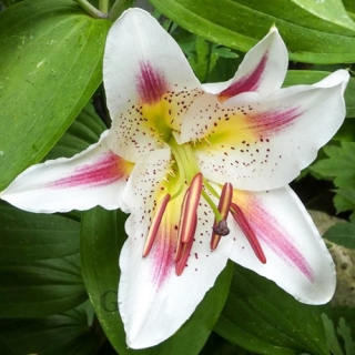 Лилия Плейтайм