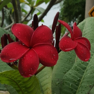 Плюмерия Красный Турмалин (большой пакет)