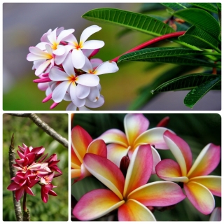 Плюмерия Микс (большой пакет)