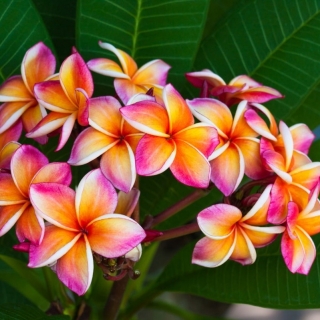 Плюмерия Три Короля (большой пакет)