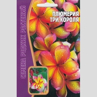 Плюмерия Три Короля (большой пакет)
