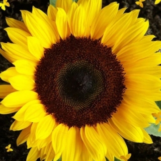 Подсолнечник Домино