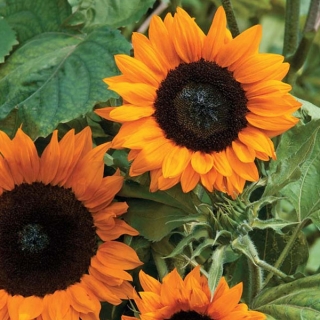 Подсолнечник Волшебный Апельсин F1 декоративный