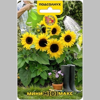 Подсолнух Мини-Макс Миди F1