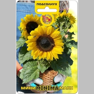 Подсолнух Мини-Макс Минима F1
