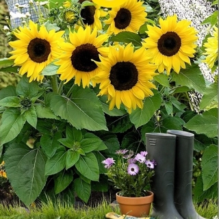 Подсолнух Мини-Макс Миди F1