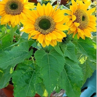 Подсолнух Мини-Макс F1 Пикколо