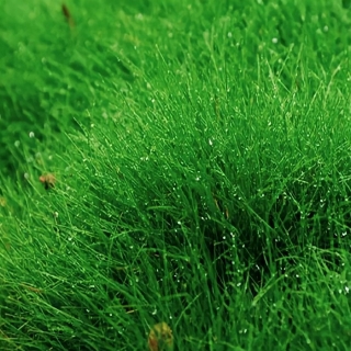 Полевица Кроми побегоносная (большой пакет)