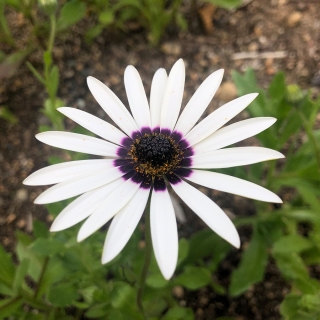 Диморфотека Полярная звезда