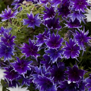 Флокс Попстарс F1 Темно-синий