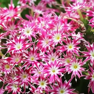 Флокс Попстарс F1 Розово-белый