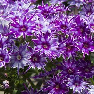 Флокс Попстарс F1 Фиолетовый