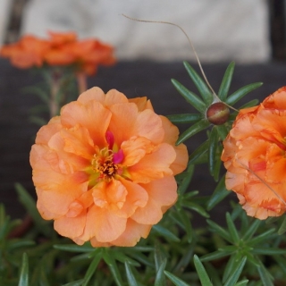 Портулак Балкончик Абрикосовый (махровый)