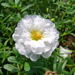 Портулак Балкончик Ванильный (махровый)