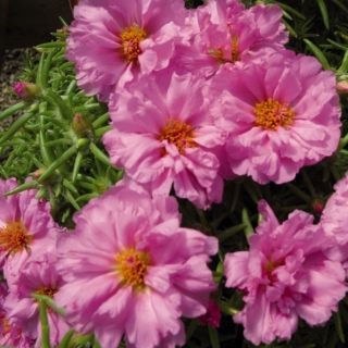 Портулак Иллюзион розовый