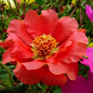 Портулак Коралловый риф