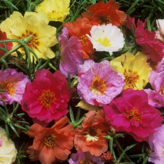 Портулак Мечта лета смесь