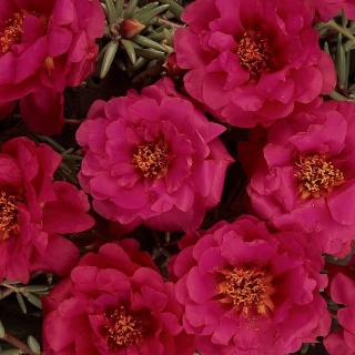 Портулак Текила Черри F1