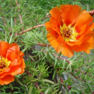 Портулак Вспышка