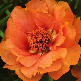 Портулак Янтарный берег