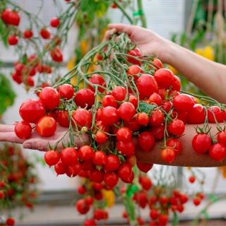 Томат Поцелуй Герани (большой пакет)