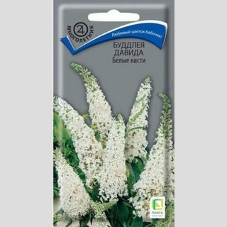 Буддлея Белые кисти
