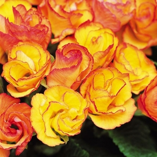 Примула Санрайз бесстебельная (серия Primlet)