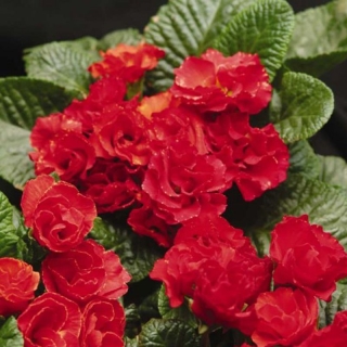 Примула Примлет Скарлетт Ред Шейдс