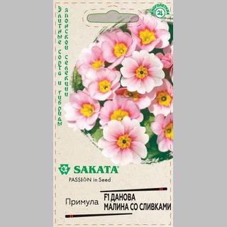 Примула Данова малина со сливками F1