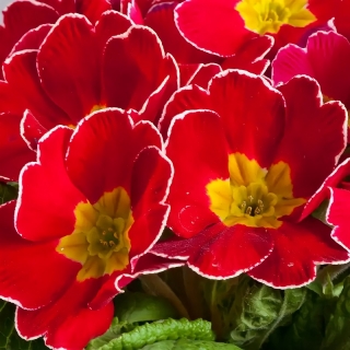 Примула Данова Огненная F1 бесстебельная