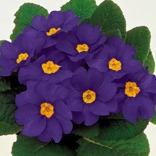 Примула Данова Синяя F1 (бесстебельная)