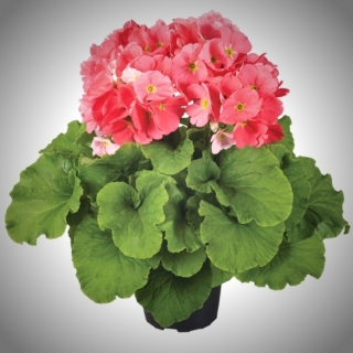 Примула Либре Счастье Мое