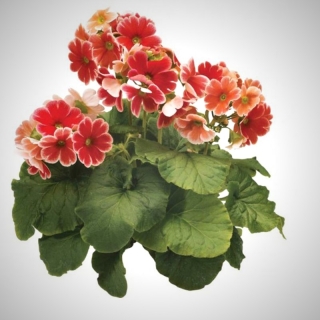 Примула Либре Цветок Любви