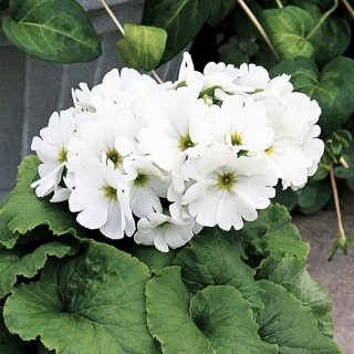 Примула Либре F1 Вайт