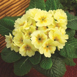 Примула Лимончелло F1 (бесстебельная)