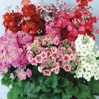 Примула малакоидес Микс