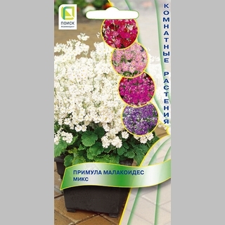 Примула малакоидес Микс