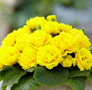 Примула Розанна желтая F1 махровая