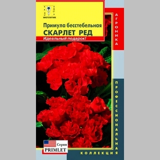 Примула Скарлет Ред бесстебельная (серия Primlet)