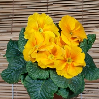 Примула Вивьен F1 (бесстебельная)