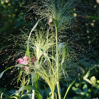 Просо Фростед Экспложн (изящное)