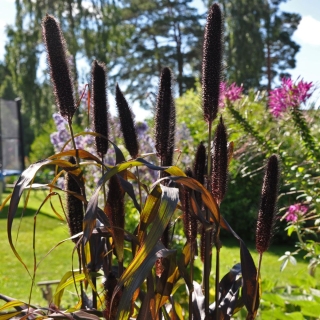 Просо Африкан Парпл Маджести