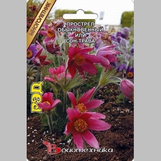 Прострел обыкновенный или сон-трава Рэд