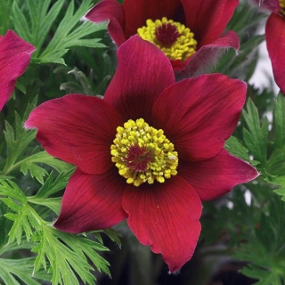 Прострел Pinwheel Dark Red Shades (большой пакет)