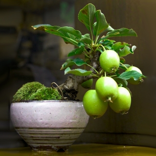 Псидиум (Гуава) Бонсай (большой пакет)