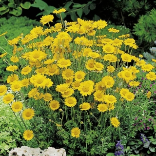 Пупавка Солнечная