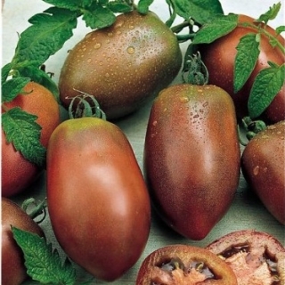 Томат Пурпурный русский