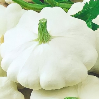 Патиссон Пятачок