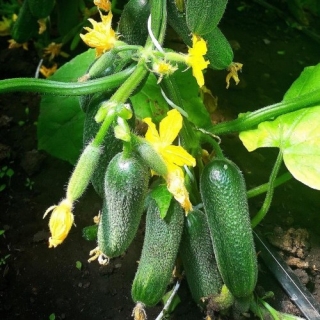 Огурец Великолепная пятерка F1