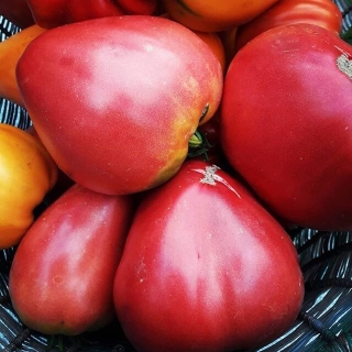 Томат Пылающее Сердце